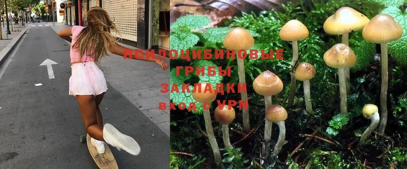 Галлюциногенные грибы MAGIC MUSHROOMS  Бердск 